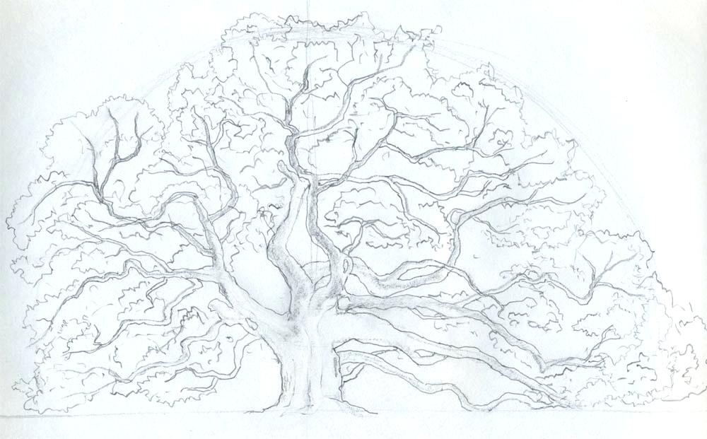 1000x621 Outline Of A Tree - Oak Tree Outline Drawing