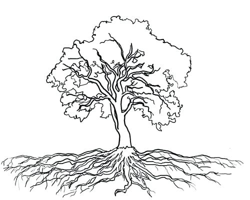 500x400 Clip Art Of Outline Tree With Leaves And Trunk Search Clip Art - Oak Tree Outline Drawing