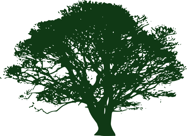 600x436 Collection Of Free Drawing Trees Oak Tree Download On Ui Ex - Oak Tree Outline Drawing