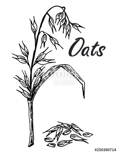 384x500 oats sketch hand drawn set of oats, oatmeal, oat grain stock - Oatmeal Drawing