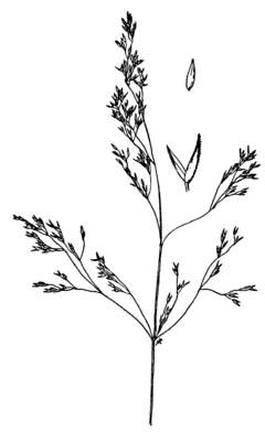 240x401 barley drawing red oat grass huge freebie! download - Oats Drawing