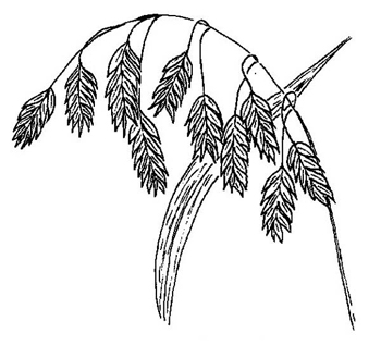 350x329 Chasmanthium Latifolium, River Oats - Oats Drawing