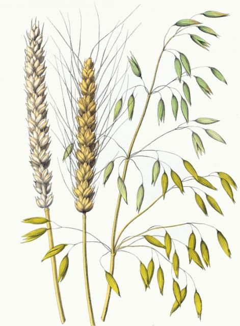 471x640 colored drawing of oat and two types of wheat a collection - Oats Drawing