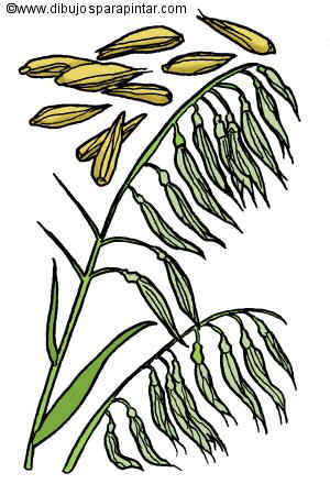 300x450 Oats Drawing - Oats Drawing