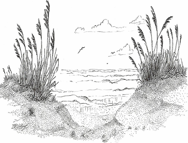 600x458 Sea Oats Drawing - Oats Drawing