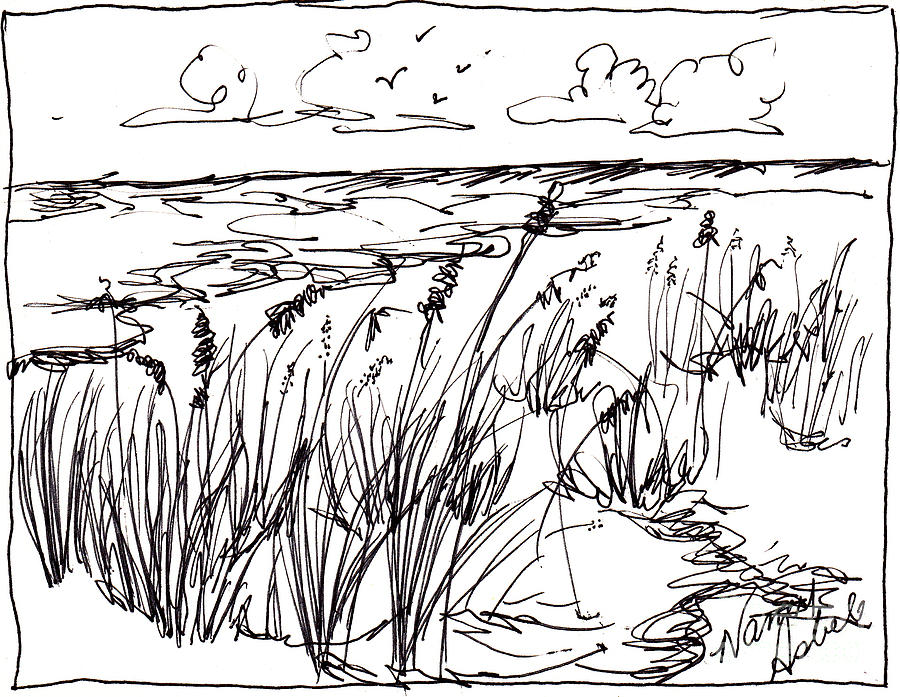 900x697 Sea Oats Drawing - Oats Drawing