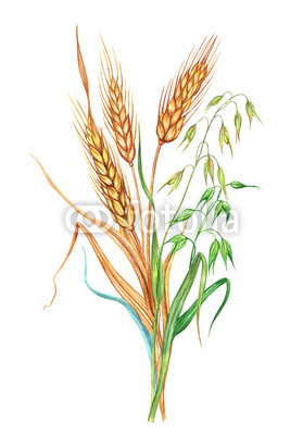 279x400 wheat and oats bunch of wheat and oats, watercolor drawing - Oats Drawing
