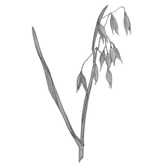 640x640 Wild Oats - Oats Drawing