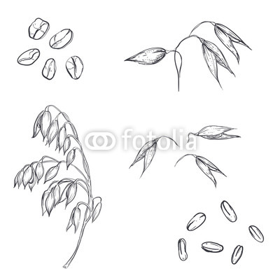400x400 hand drawn set of oats, oatmeal, oat grain sketch vector - Oats Drawing