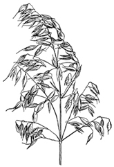 165x241 Oatsweb Eberly College Of Science - Oats Drawing