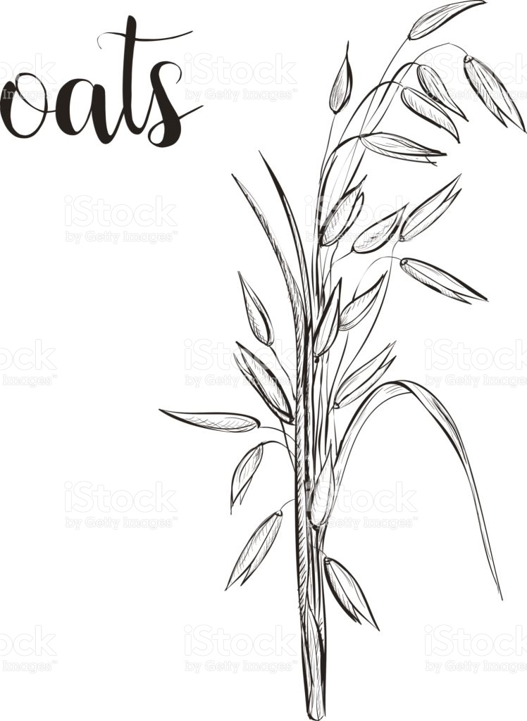 748x1024 Cereal Drawing Oats For Free Download - Oats Drawing