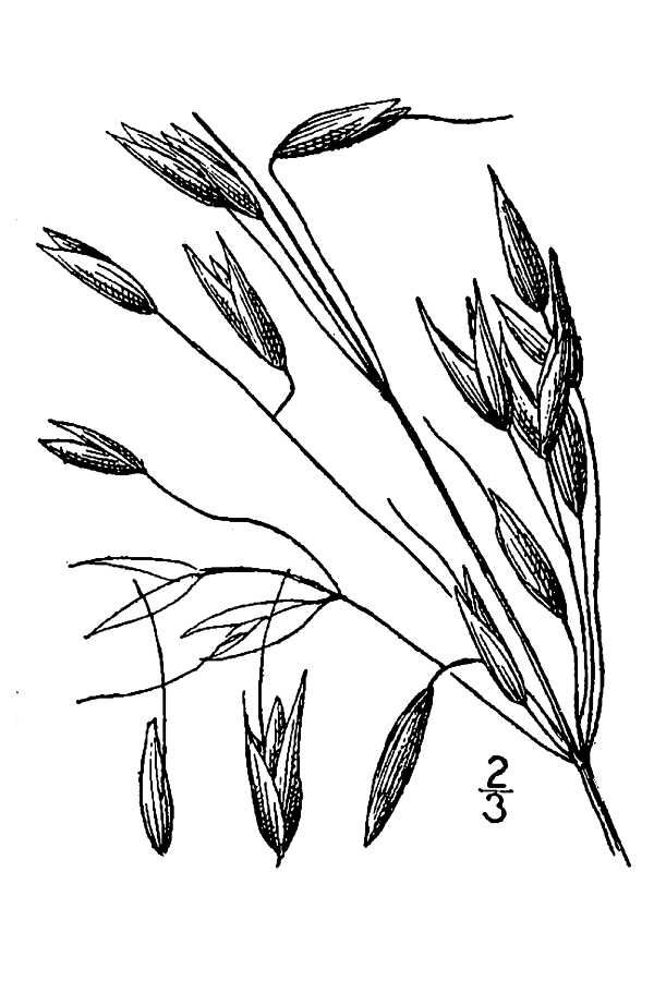 600x900 Wheat Drawing Oats For Free Download - Oats Drawing
