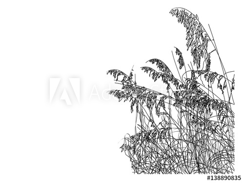 500x375 A Line Drawing Of Sea Oats On The Beach - Oats Drawing