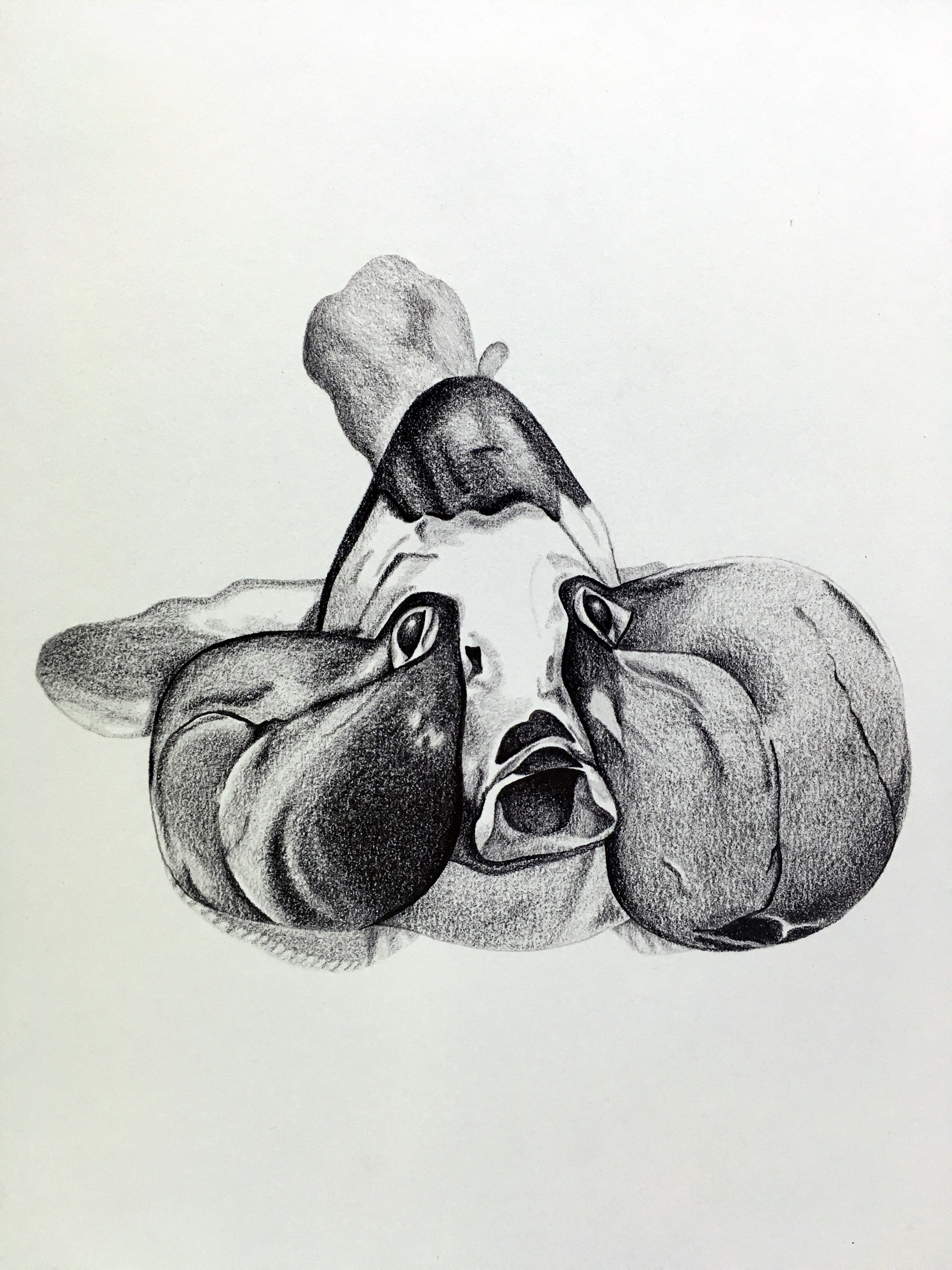 3024x4032 observational drawings seelio - Observational Drawing