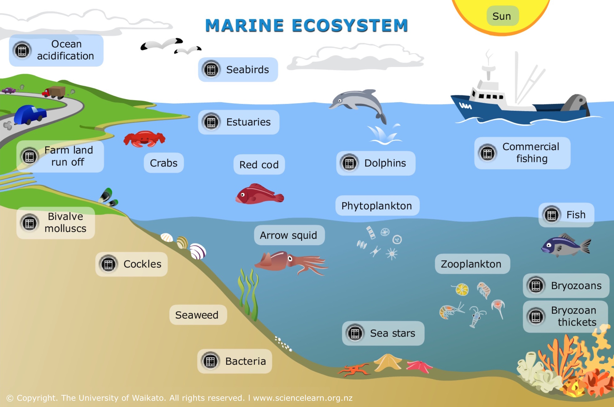 1961x1301 marine ecosystem science learning hub - Ocean Ecosystem Drawing