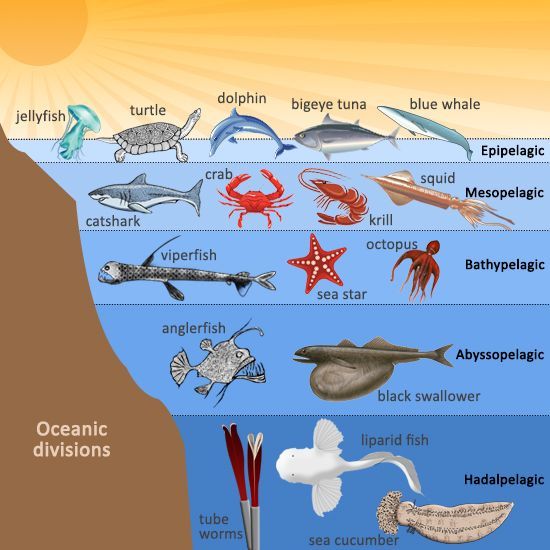 550x550 ocean ecosystem diagram wiring schematic diagram - Ocean Ecosystem Drawing