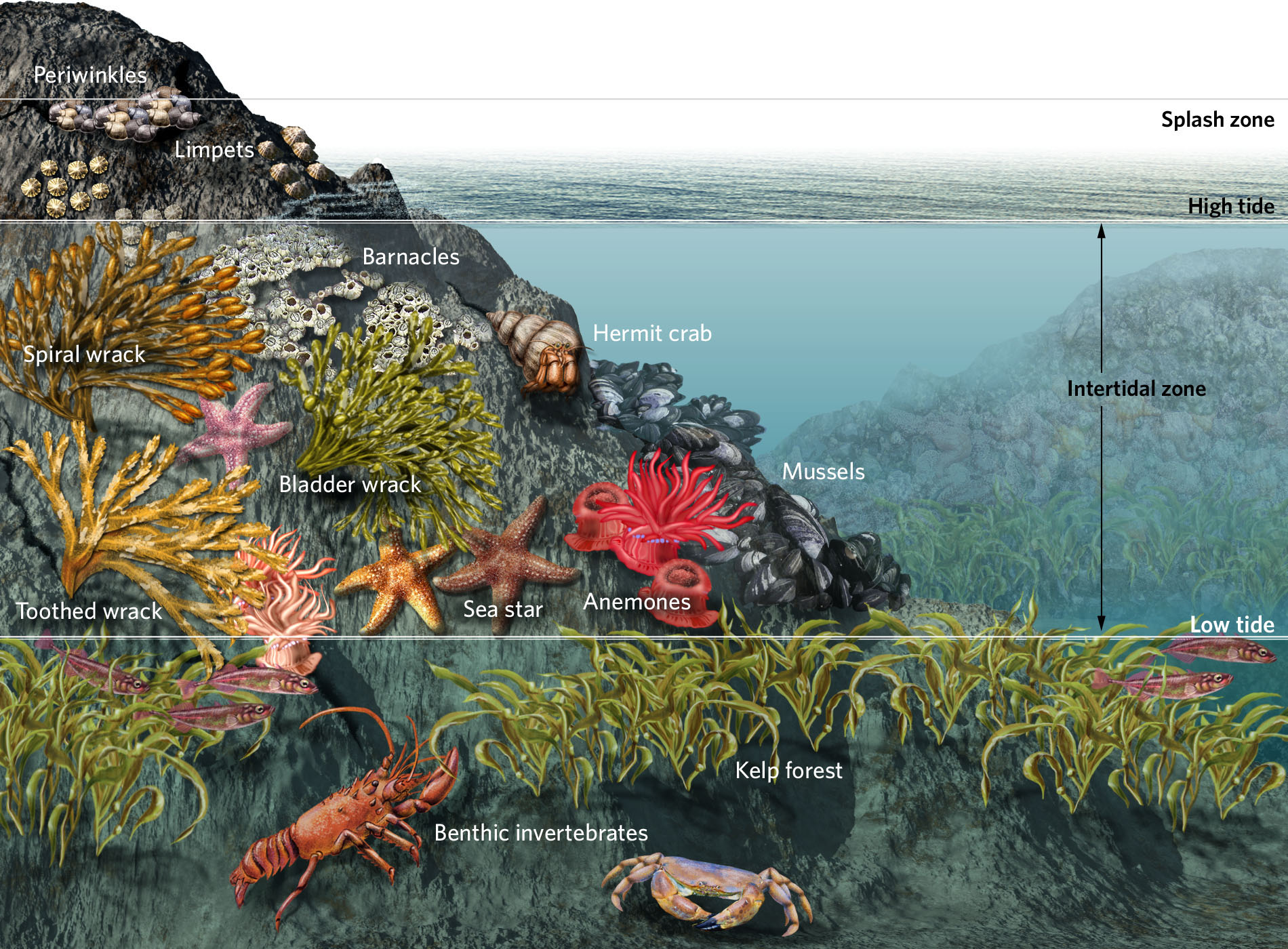 Ocean Ecosystem Drawing at Explore collection of