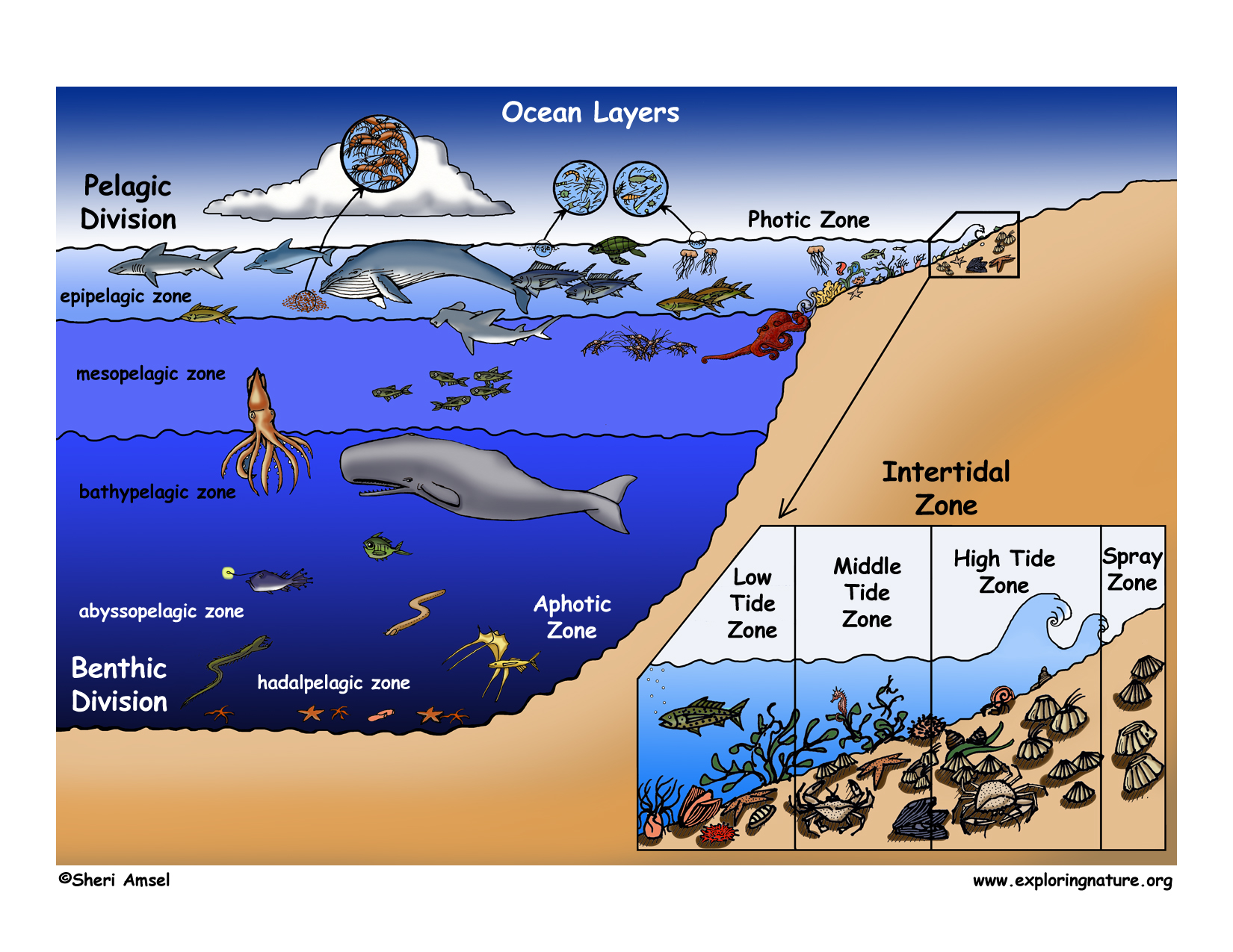 5 слоев океана. Распространение жизни в океане. Зоны жизни в океане. Обитатели глубинных слоев океана. Распределение глубин в океане.
