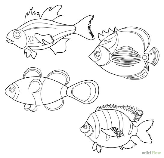 545x525 Ocean Fish Drawing - Ocean Fish Drawing