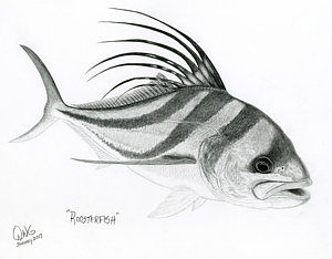 300x234 Ocean Fish Drawings - Ocean Fish Drawing
