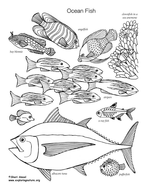 612x792 ocean fish labeled coloring nature - Ocean Fish Drawing