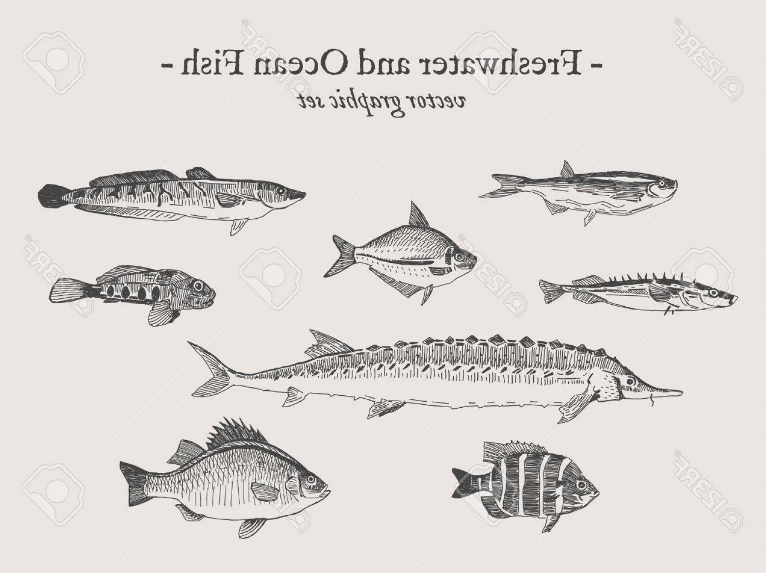 1560x1168 ocean fish vector sohadacouri - Ocean Fish Drawing