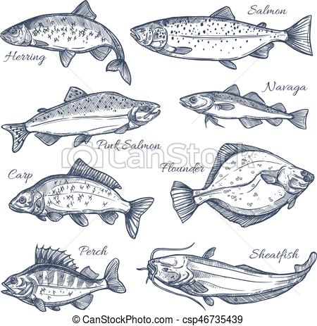 450x463 sea fish sketch vector isolated icons fishes sketch vector - Ocean Fish Drawing