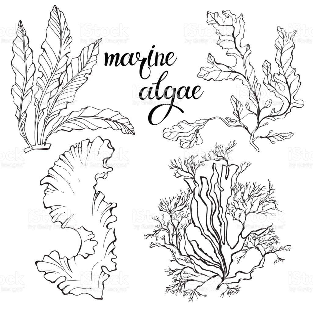 1024x1024 algae drawing ocean floor for free download - Ocean Floor Drawing