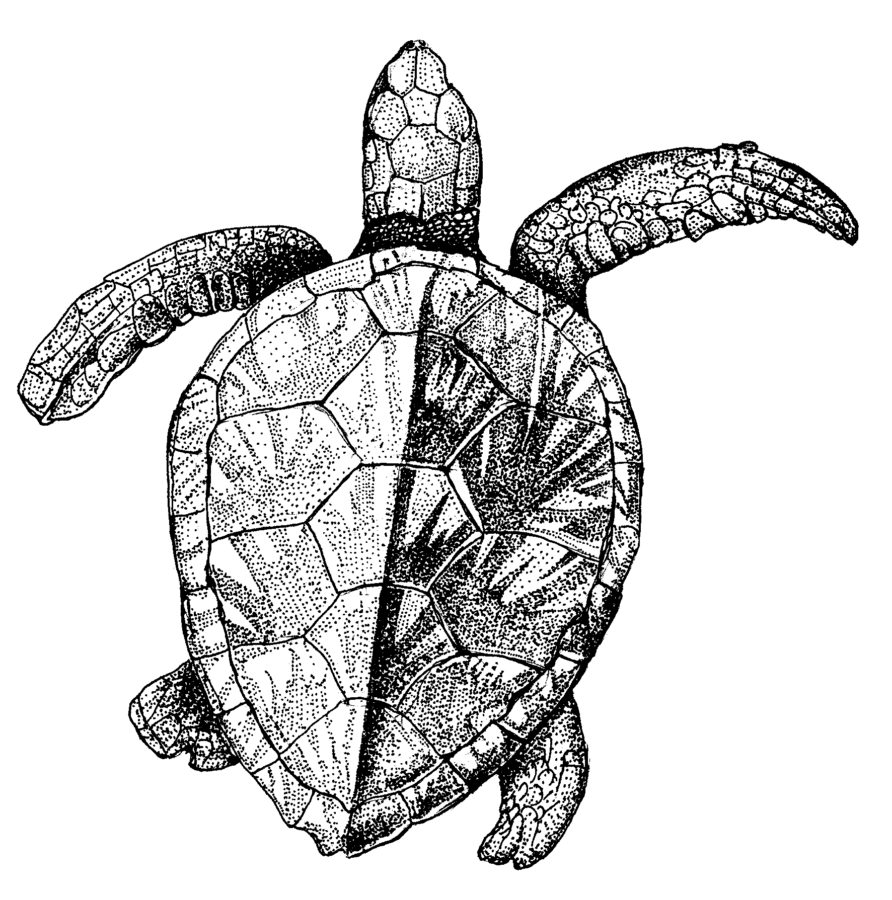 1772x1789 Maria Magdalena Antczak Census Of Marine Life - Ocean Life Drawing