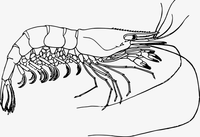 650x445 Lobster, Line Drawing, Ocean Png Image And Clipart For Free Download - Ocean Line Drawing