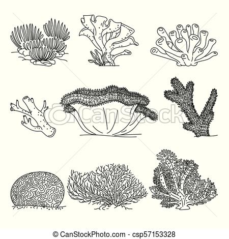 450x470 Corals Hand Drawn Vector Illustrations Ocean Plants And Coral - Ocean Plants Drawing