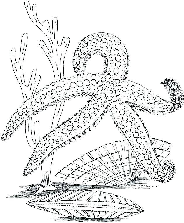 630x763 Ocean Plants Coloring Pages - Ocean Plants Drawing