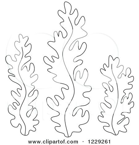 450x470 Ocean Plants Coloring Pages Smartness Design Seaweed Adult - Ocean Plants Drawing