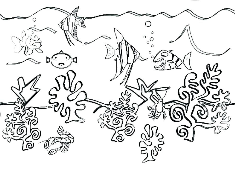 981x712 ocean plants drawing at free for personal use ocean plants - Ocean Plants Drawing