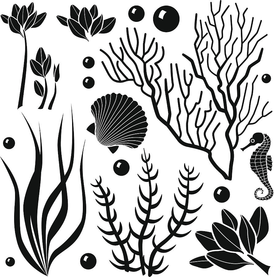 893x900 ocean plants - Ocean Plants Drawing.