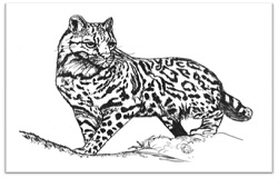 250x160 How To Draw Ocelot Cat Cartoon Drawing Step - Ocelot Drawing