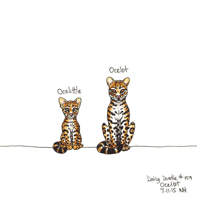 794x794 Ocelot Original Artwork Daily Doodle Art Print - Ocelot Drawing