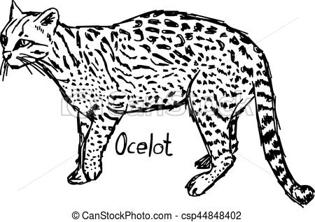 450x318 Ocelot - Ocelot Drawing
