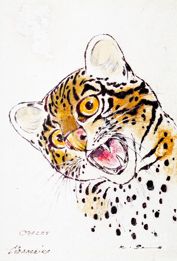 611x900 Ocelot Drawing - Ocelot Drawing