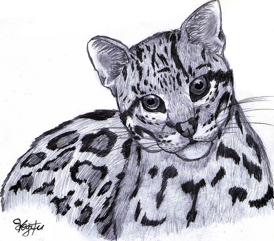 Ocelot Drawing at Explore collection of Ocelot Drawing