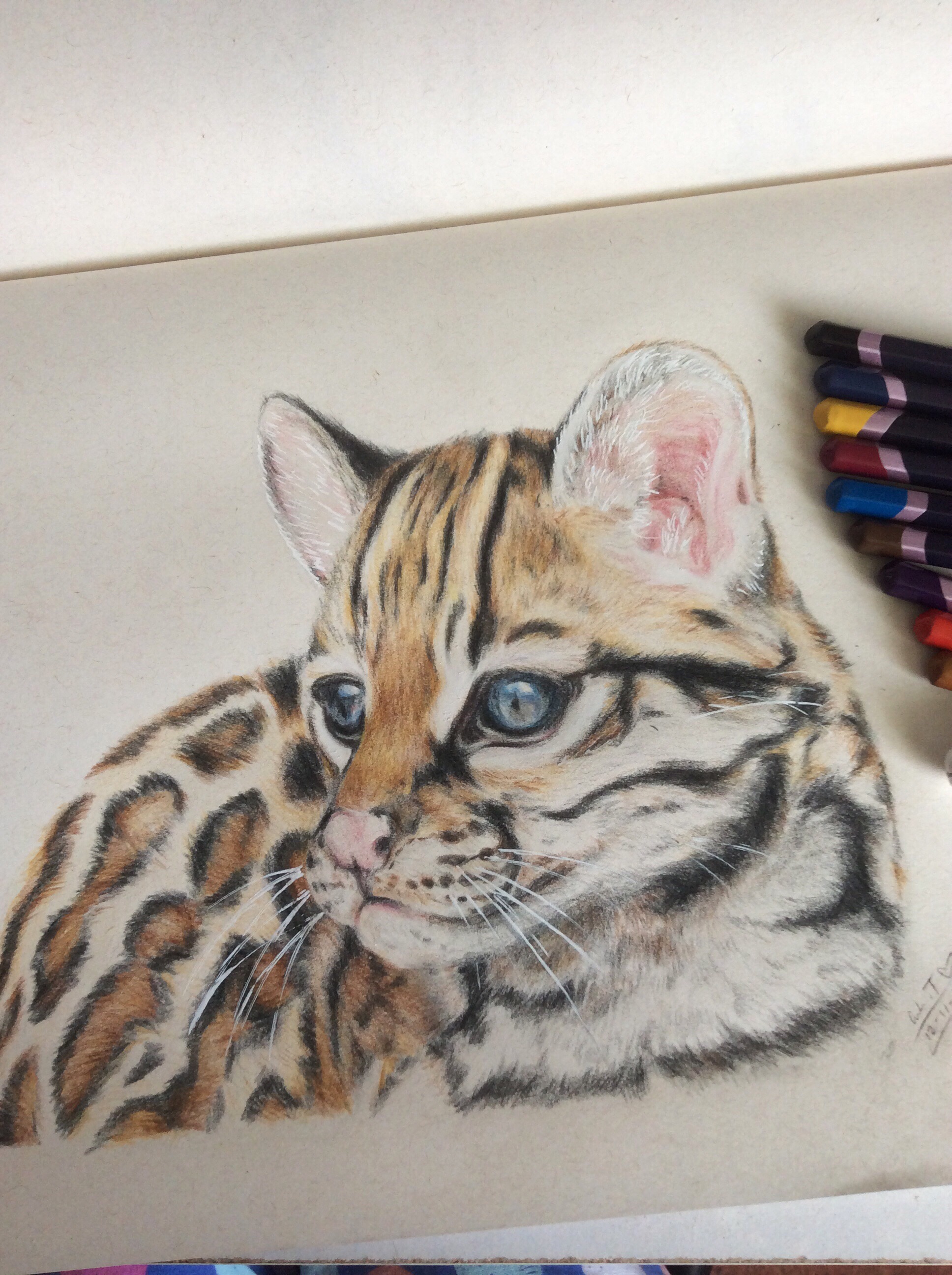 1936x2592 Ocelot Drawing Done In Derwents - Ocelot Drawing