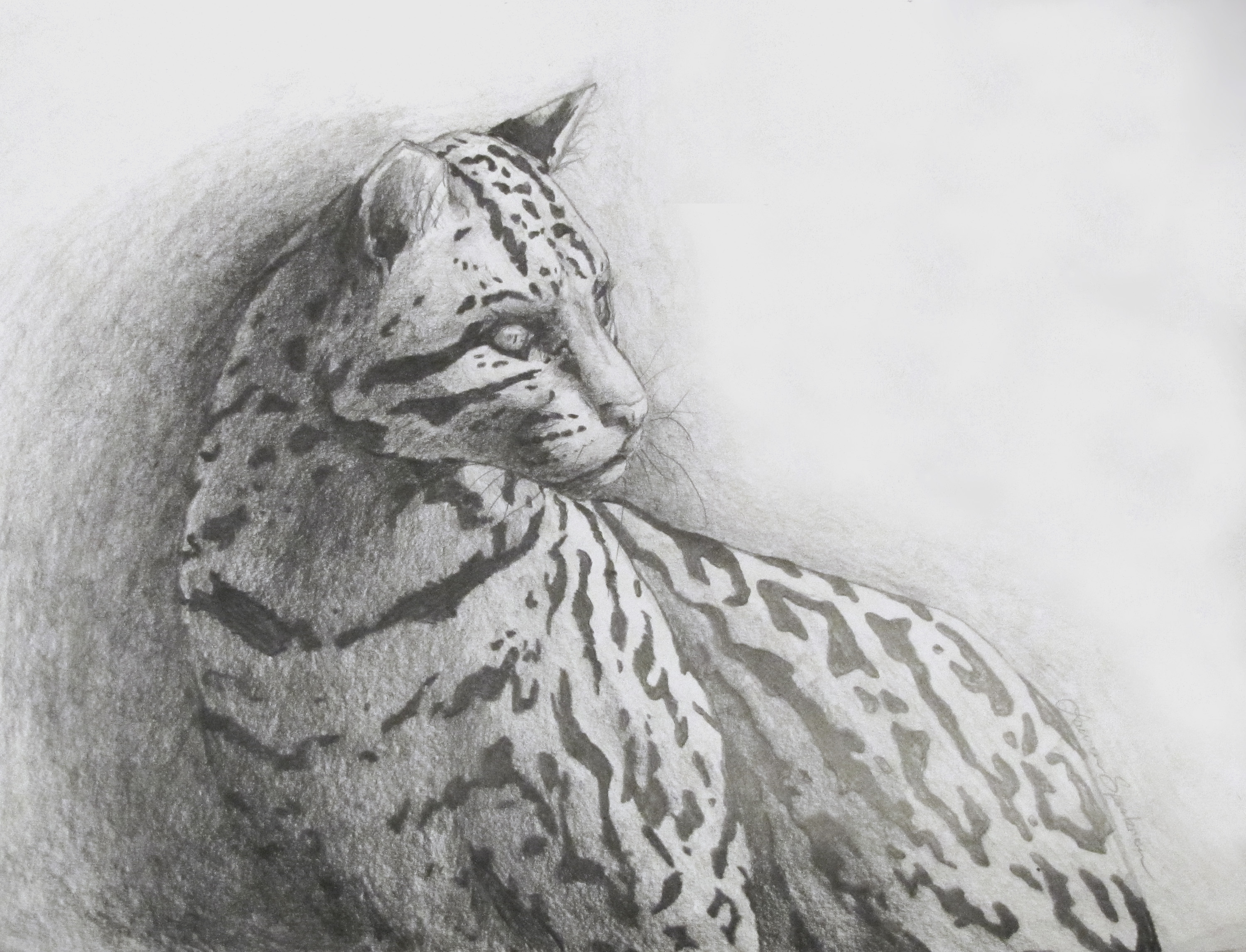 3000x2292 ocelot drawing lauren speakman graphic designer artist - Ocelot Drawing