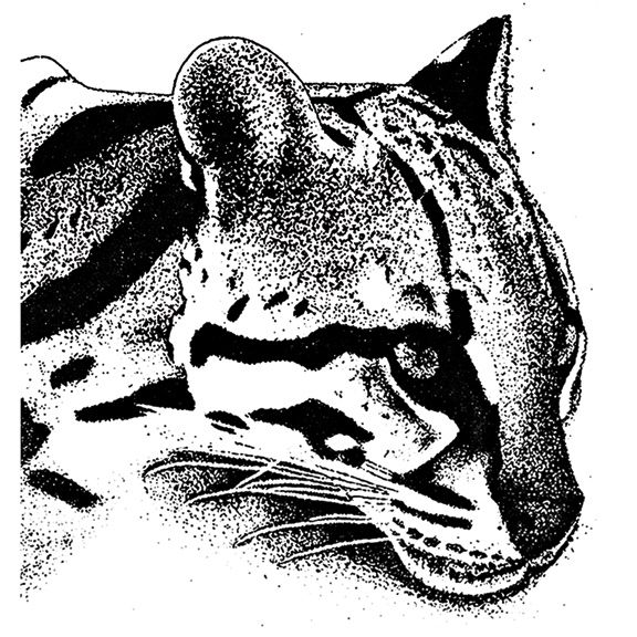 576x576 Ocelot Pen Rendering - Ocelot Drawing