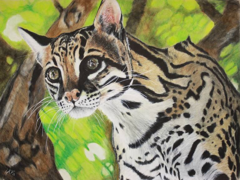 Ocelot Drawing at Explore collection of Ocelot Drawing