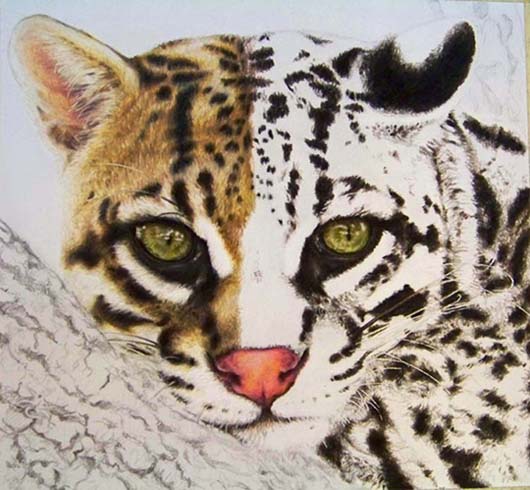 530x490 The Gunmetal Garden On The Drawing Board Ocelot - Ocelot Drawing