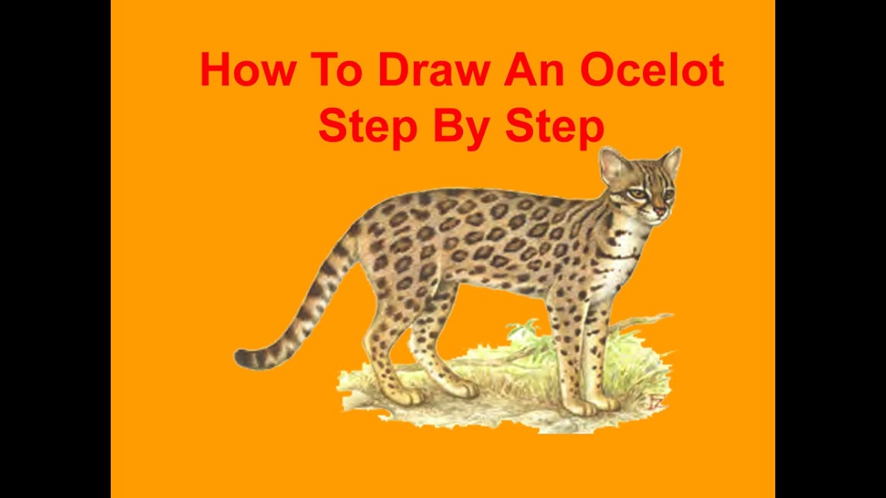 1280x720 How To Draw An Ocelot Step - Ocelot Drawing