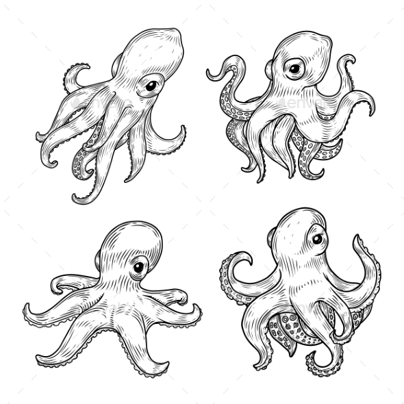 Octopus Cartoon Drawing