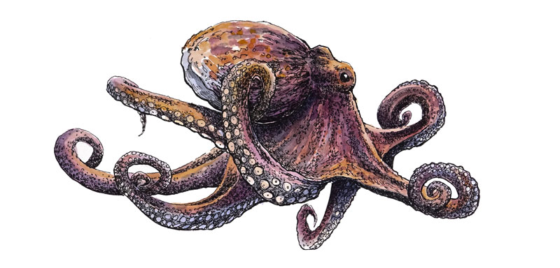 800x384 line and wash lesson - Octopus Drawing
