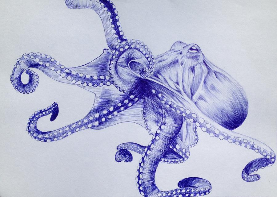 900x642 Octopus Drawing - Octopus Drawing