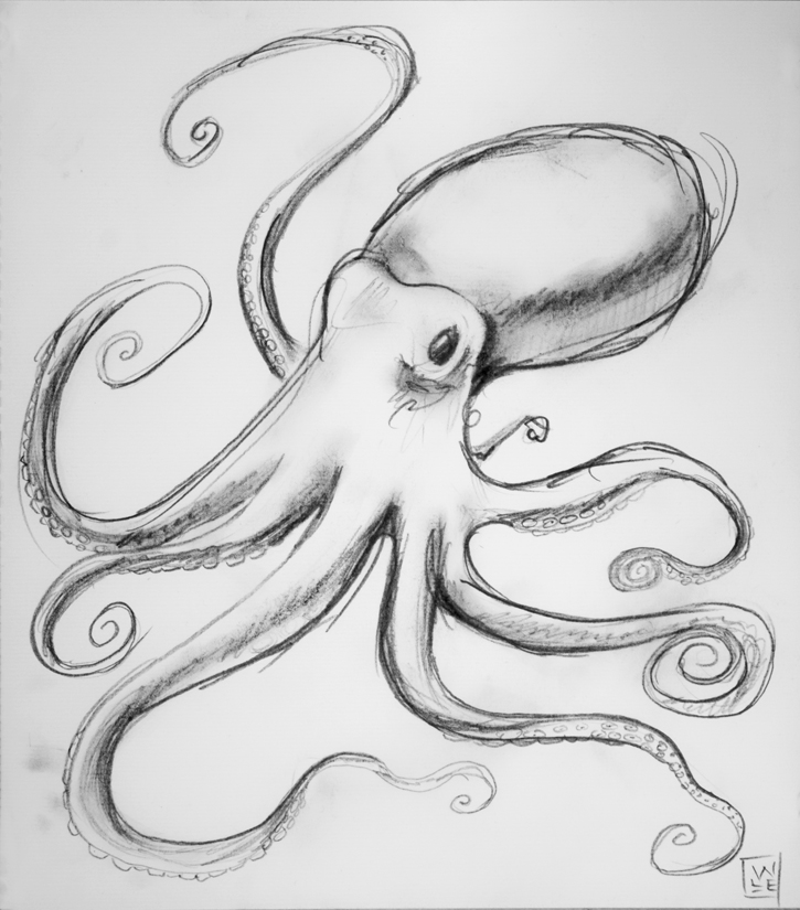 725x825 octopus high quality drawing drawing skill - Octopus Drawing